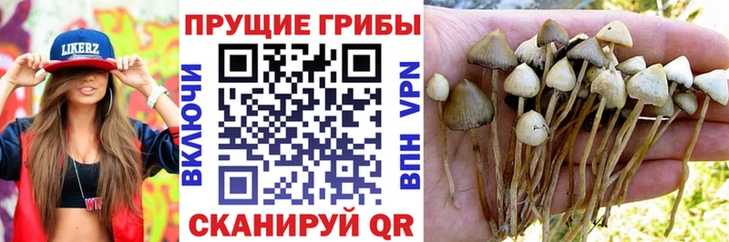 сколько стоит  Михайлов  Галлюциногенные грибы GOLDEN TEACHER 